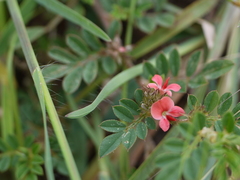 Indigofera linnaei