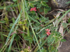 Indigofera linnaei
