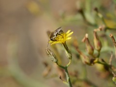Megachile binominata