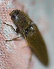 Orthostethus infuscatus