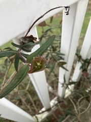 Lonicera sempervirens sempervirens