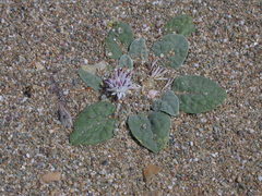 Crocodilium creticum
