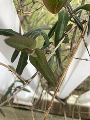 Lonicera sempervirens sempervirens