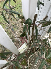 Lonicera sempervirens sempervirens