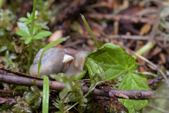 Allogona ptychophora