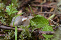 Allogona ptychophora