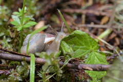 Allogona ptychophora