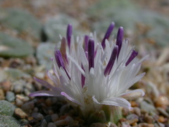 Crocodilium creticum