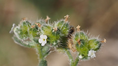 Cryptantha pterocarya pterocarya
