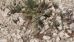 Cryptantha pterocarya pterocarya