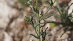 Cryptantha pterocarya pterocarya
