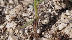 Cryptantha pterocarya pterocarya