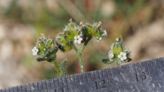 Cryptantha pterocarya pterocarya