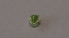 Cryptantha pterocarya pterocarya