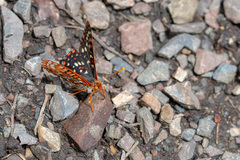 Euphydryas colon