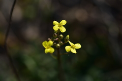 Bunias erucago