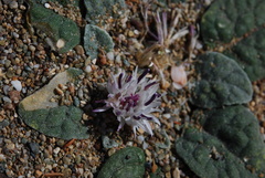 Crocodilium creticum