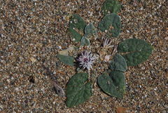 Crocodilium creticum