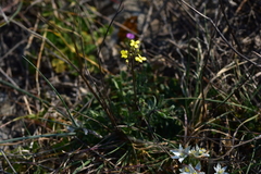 Bunias erucago