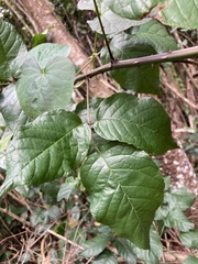 Rubus florulentus