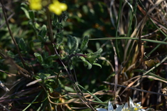 Bunias erucago