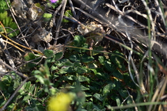 Bunias erucago