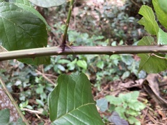 Rubus florulentus