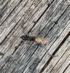 Culiseta incidens