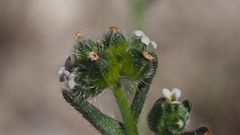 Cryptantha pterocarya pterocarya