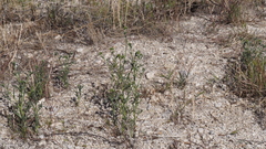 Cryptantha pterocarya pterocarya