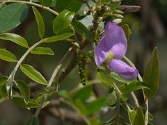 Mundulea sericea