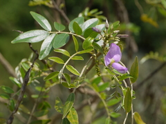 Mundulea sericea
