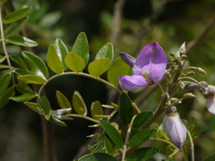 Mundulea sericea