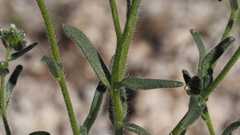 Cryptantha pterocarya pterocarya