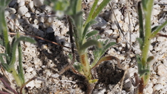 Cryptantha pterocarya pterocarya
