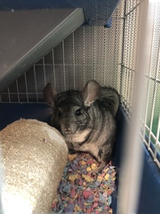 Chinchilla