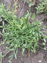 Plagiobothrys undulatus