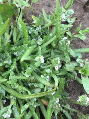 Plagiobothrys undulatus