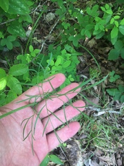 Perideridia americana