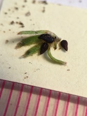 Plagiobothrys undulatus