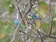 Thraupis glaucocolpa