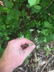 Perideridia americana