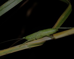 Belocephalus