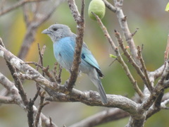 Thraupis glaucocolpa