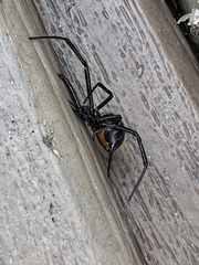 Latrodectus hesperus