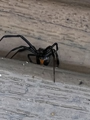 Latrodectus hesperus