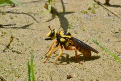 Laphria saffrana