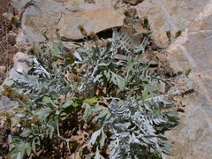 Centaurea argentea