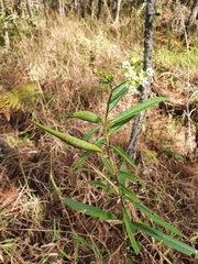 Asclepias nivea