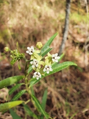 Asclepias nivea